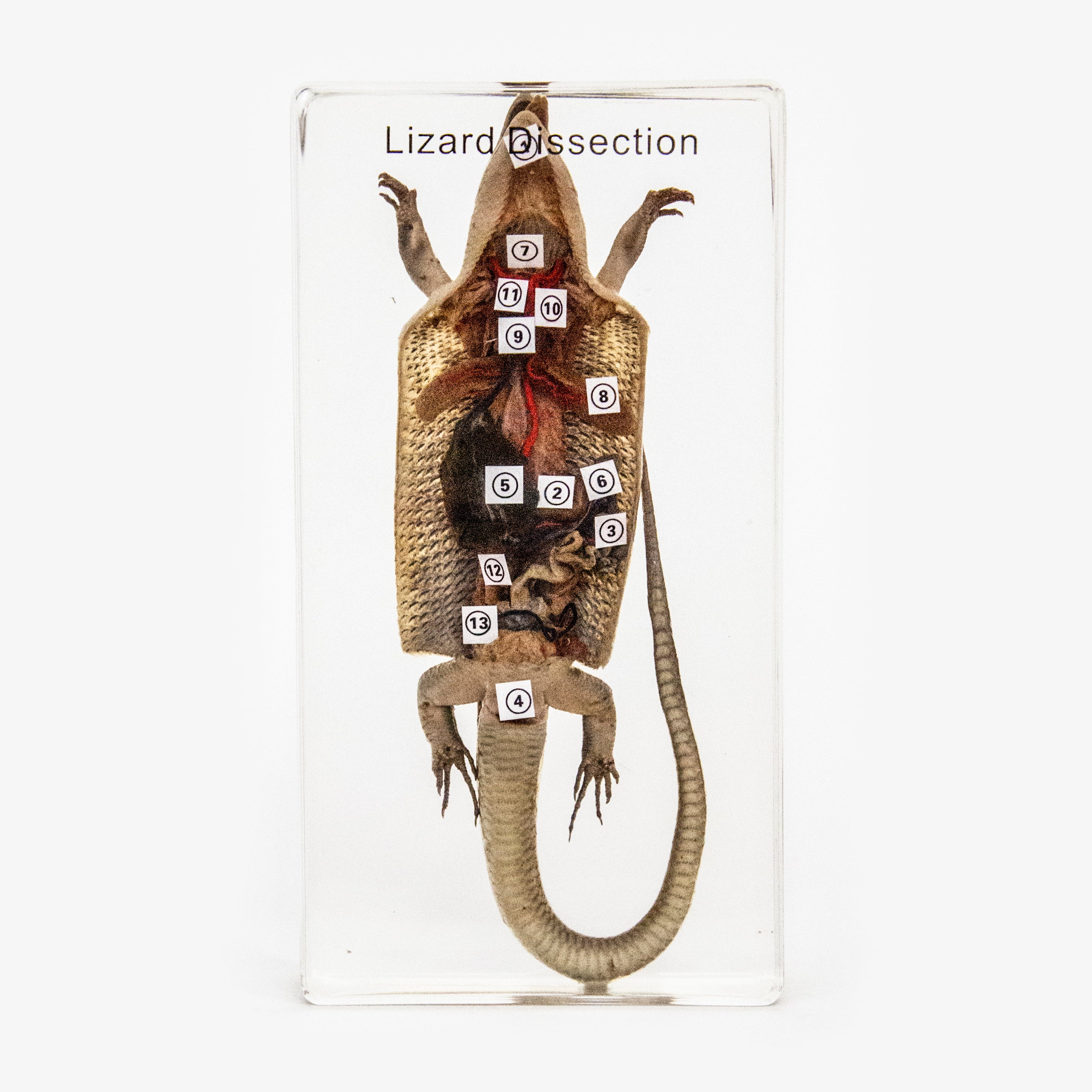 Lizard Dissection Resin Anatomical Model