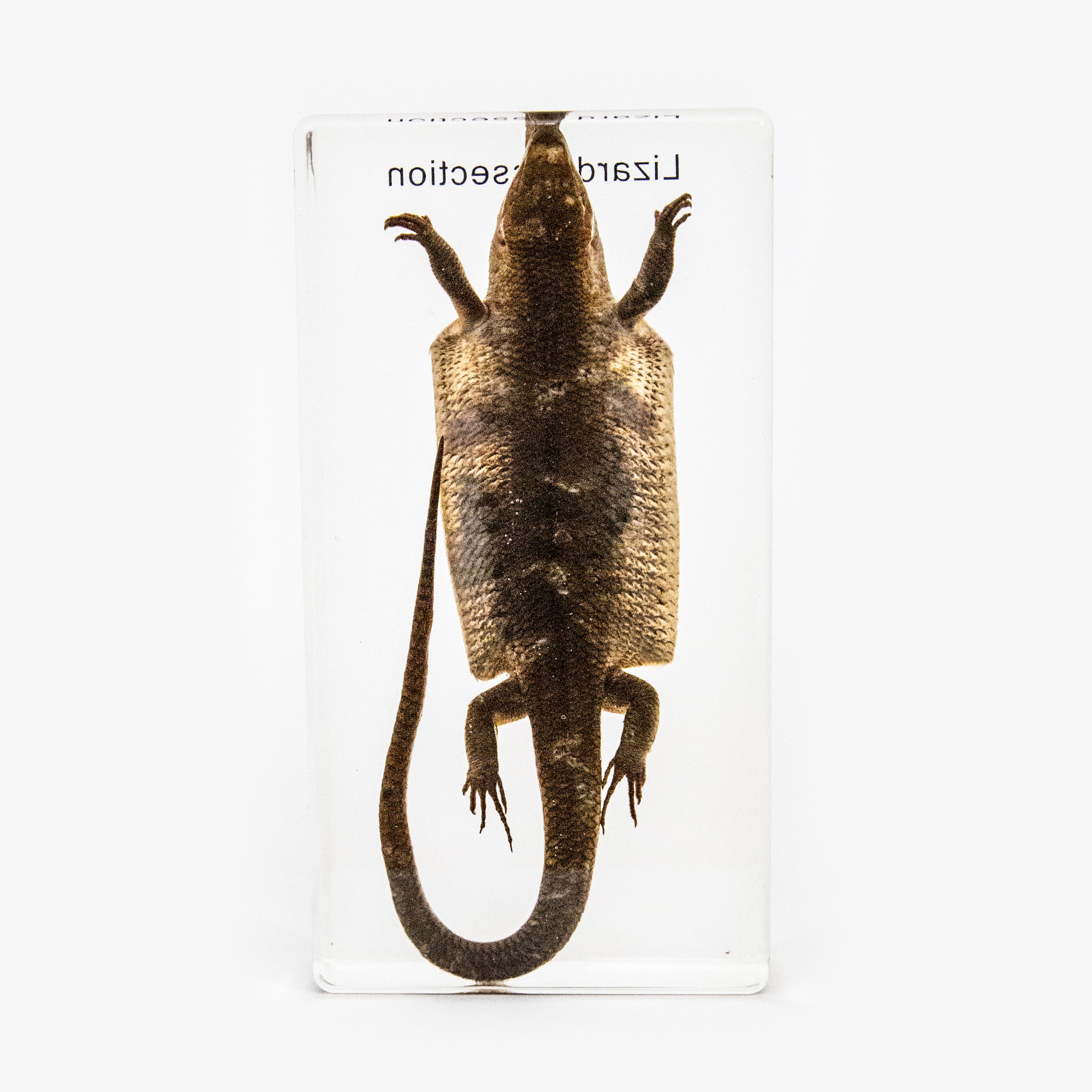 Lizard Dissection Resin Anatomical Model