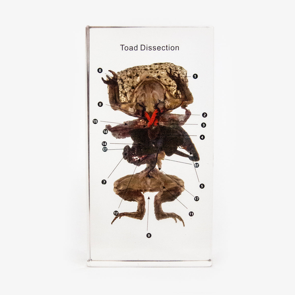 Toad Dissection Resin Anatomical Model Ballyhoo Curiosity Shop