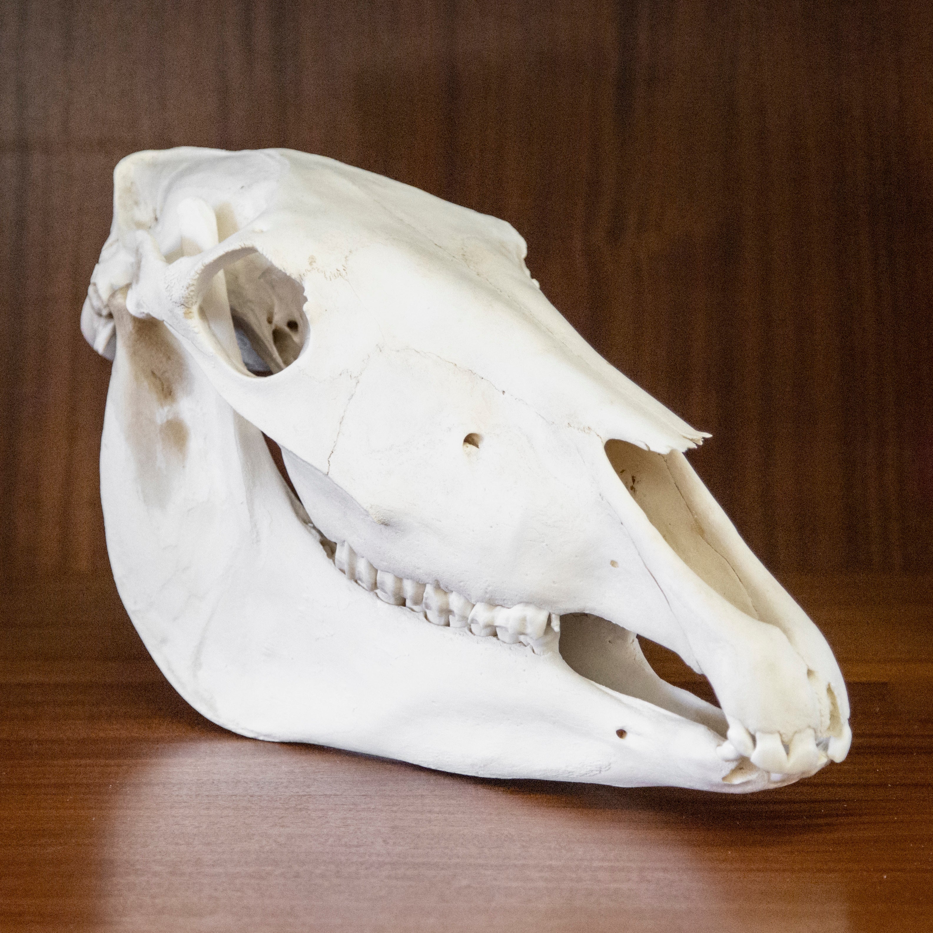 Horse Skull