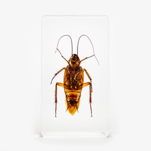 Cockroach Resin Paperweight