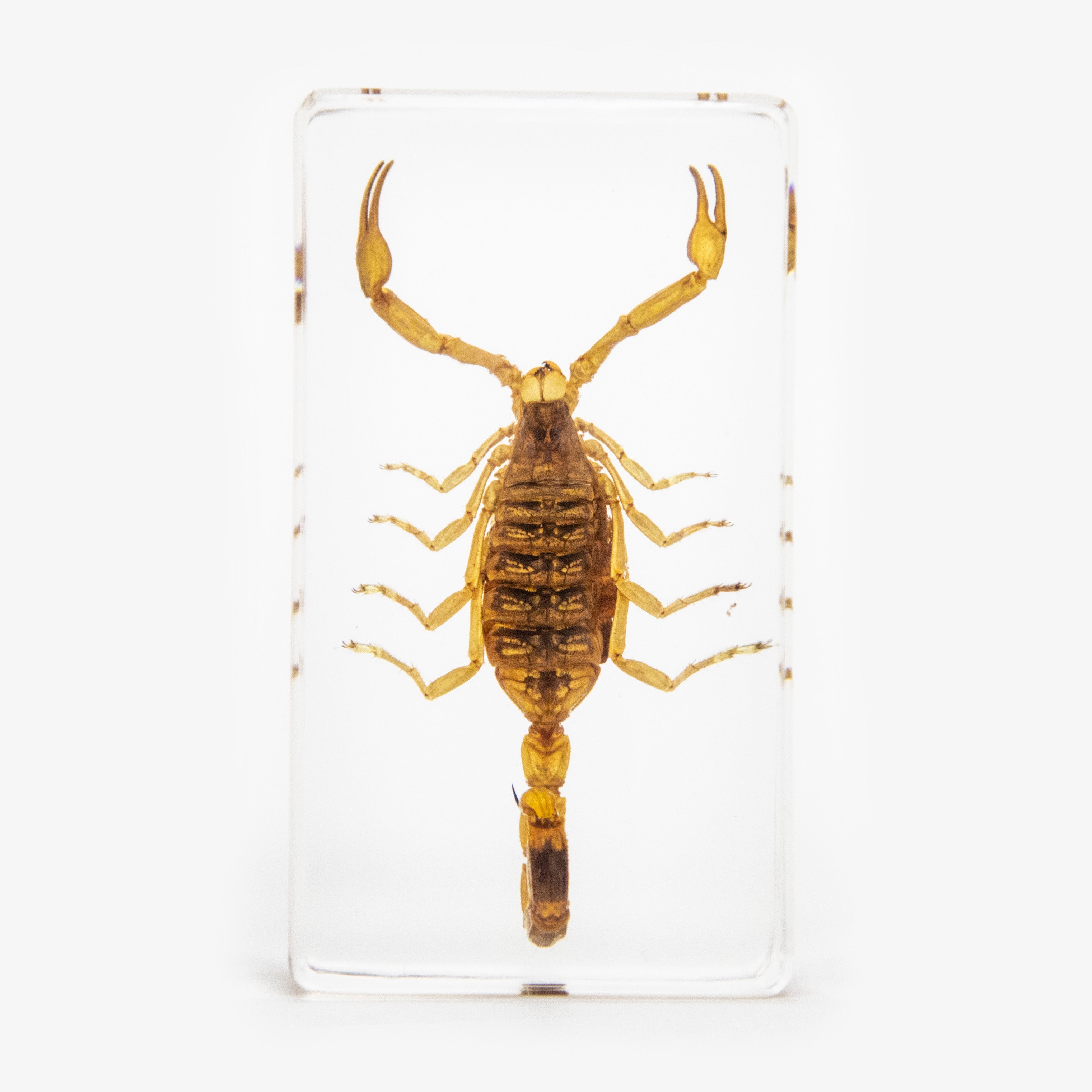 Golden Scorpion Resin Paperweight