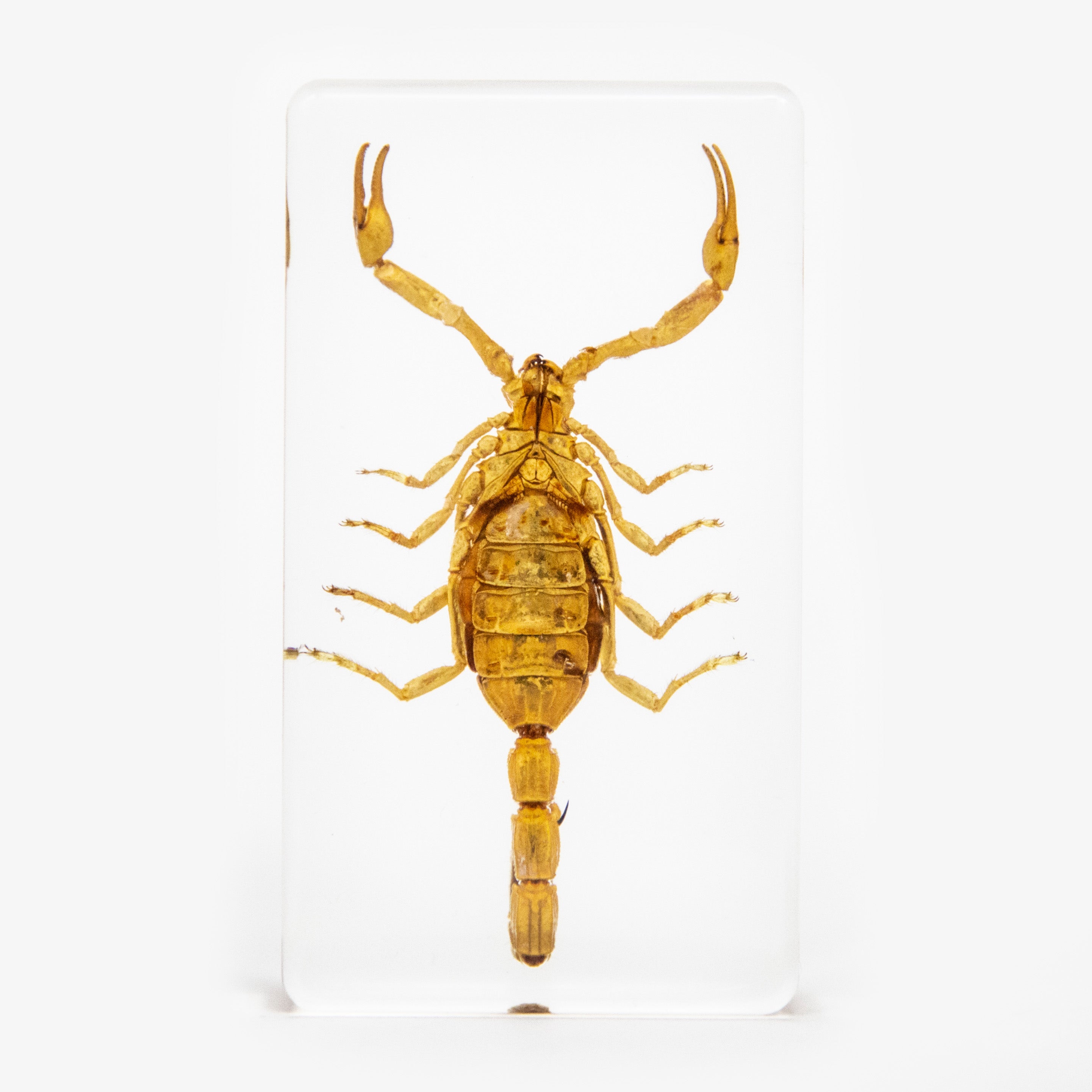 Golden Scorpion Resin Paperweight