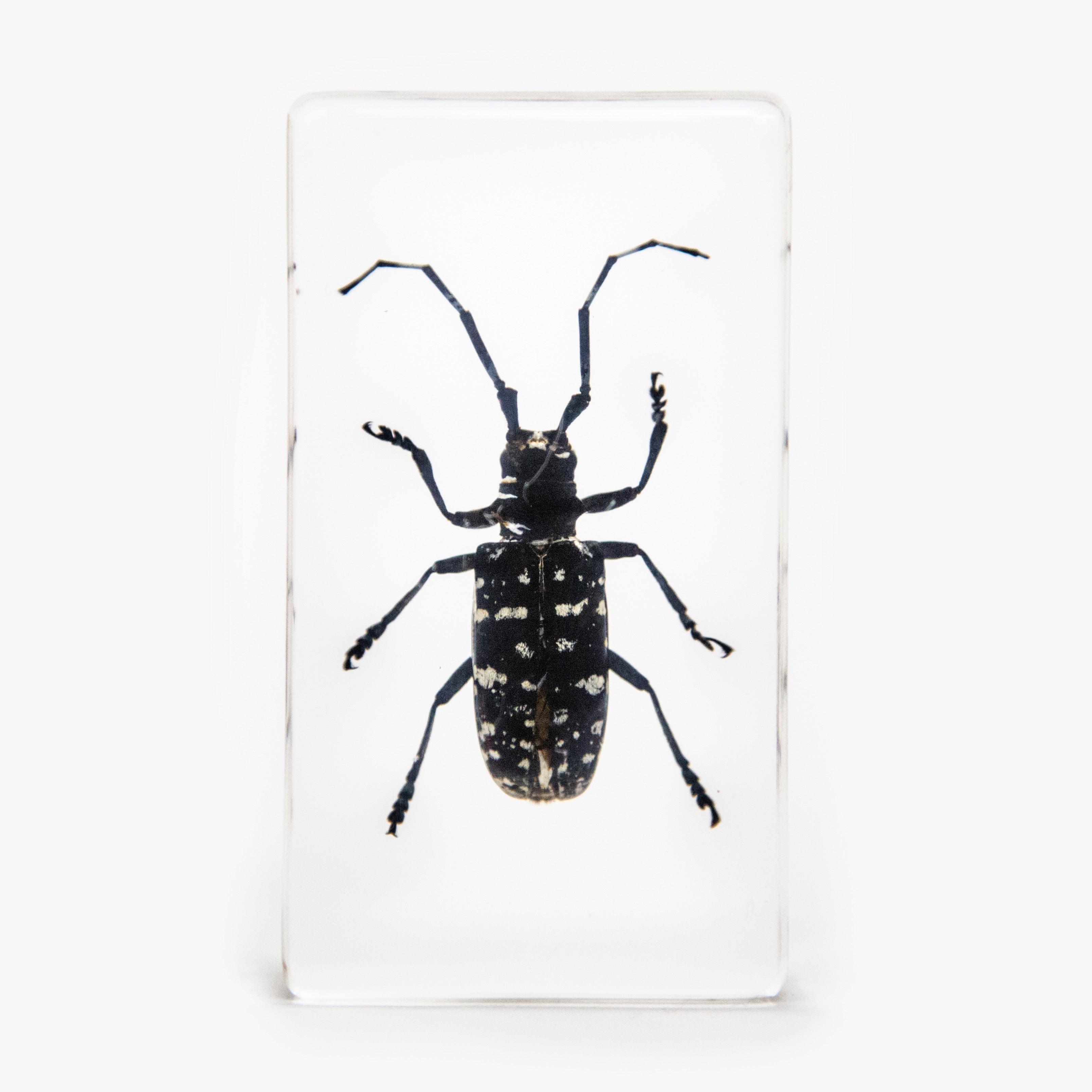 Asian Longhorned Beetle Resin Paperweight