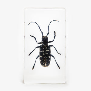 Asian Longhorned Beetle Resin Paperweight