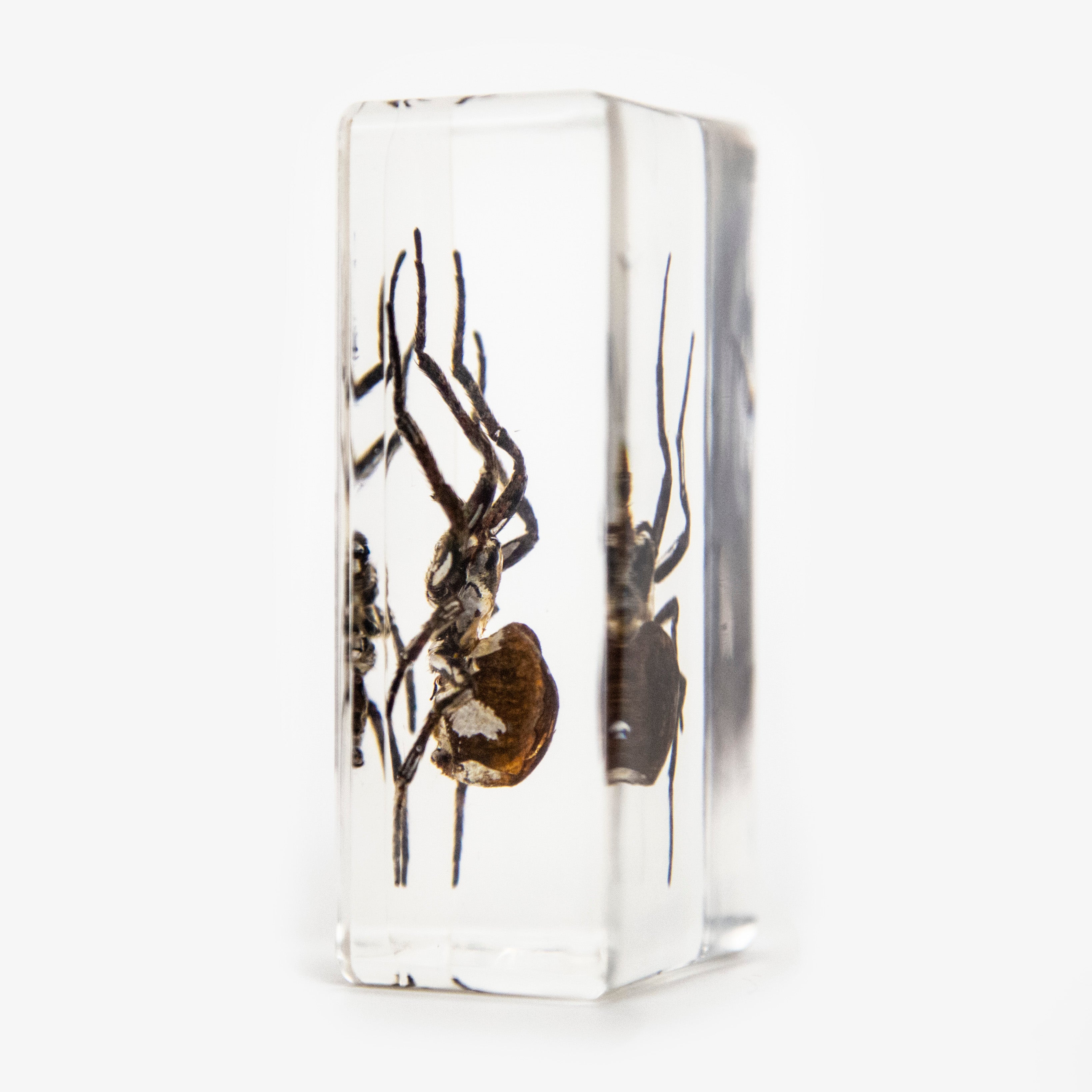 Spider Resin Paperweight