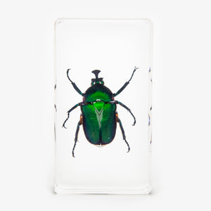 Green Chafer Beetle Resin Paperweight