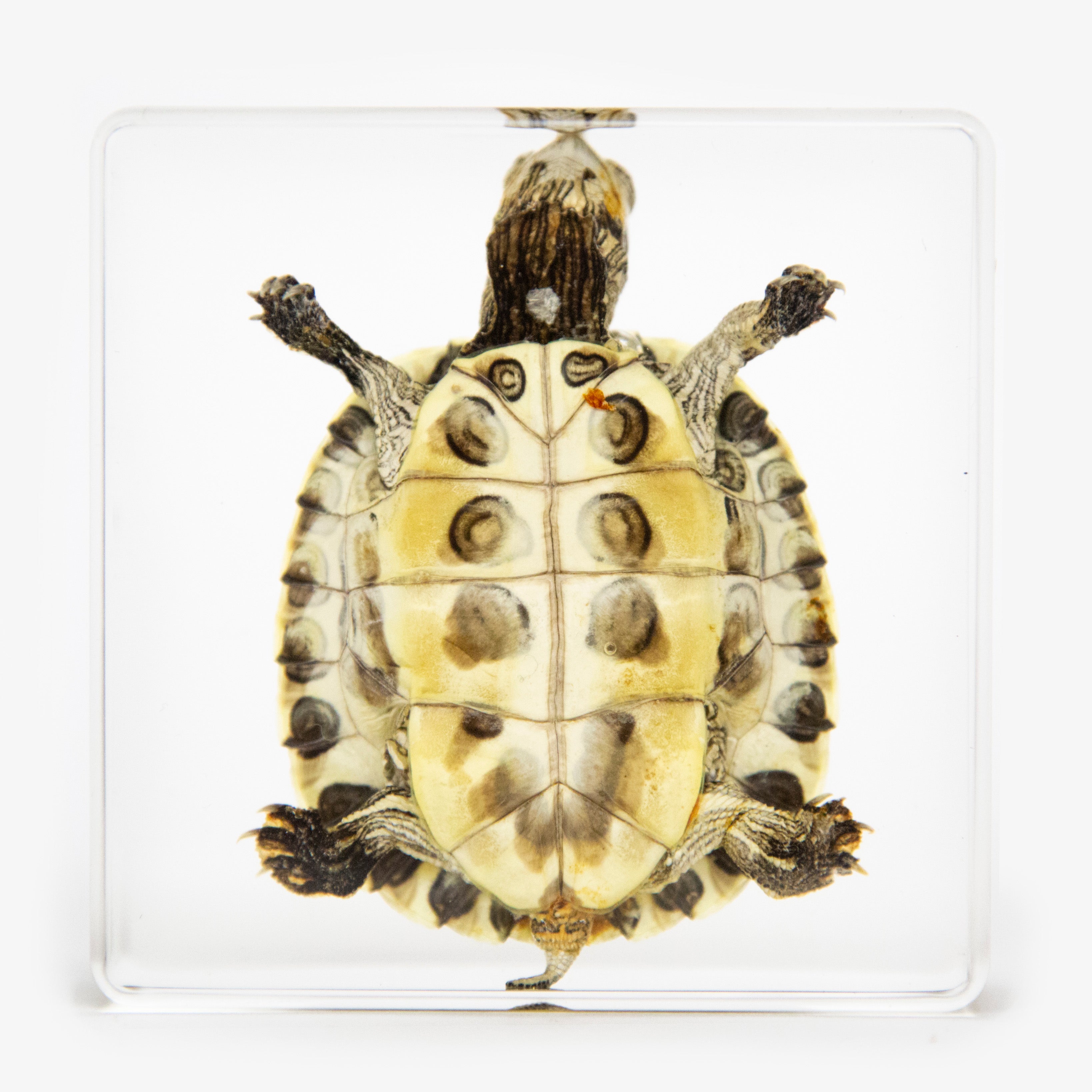 Real Turtle Resin Paperweight