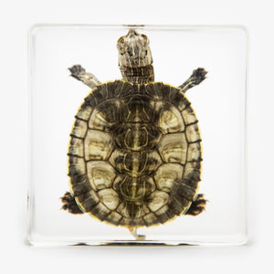 Real Turtle Resin Paperweight