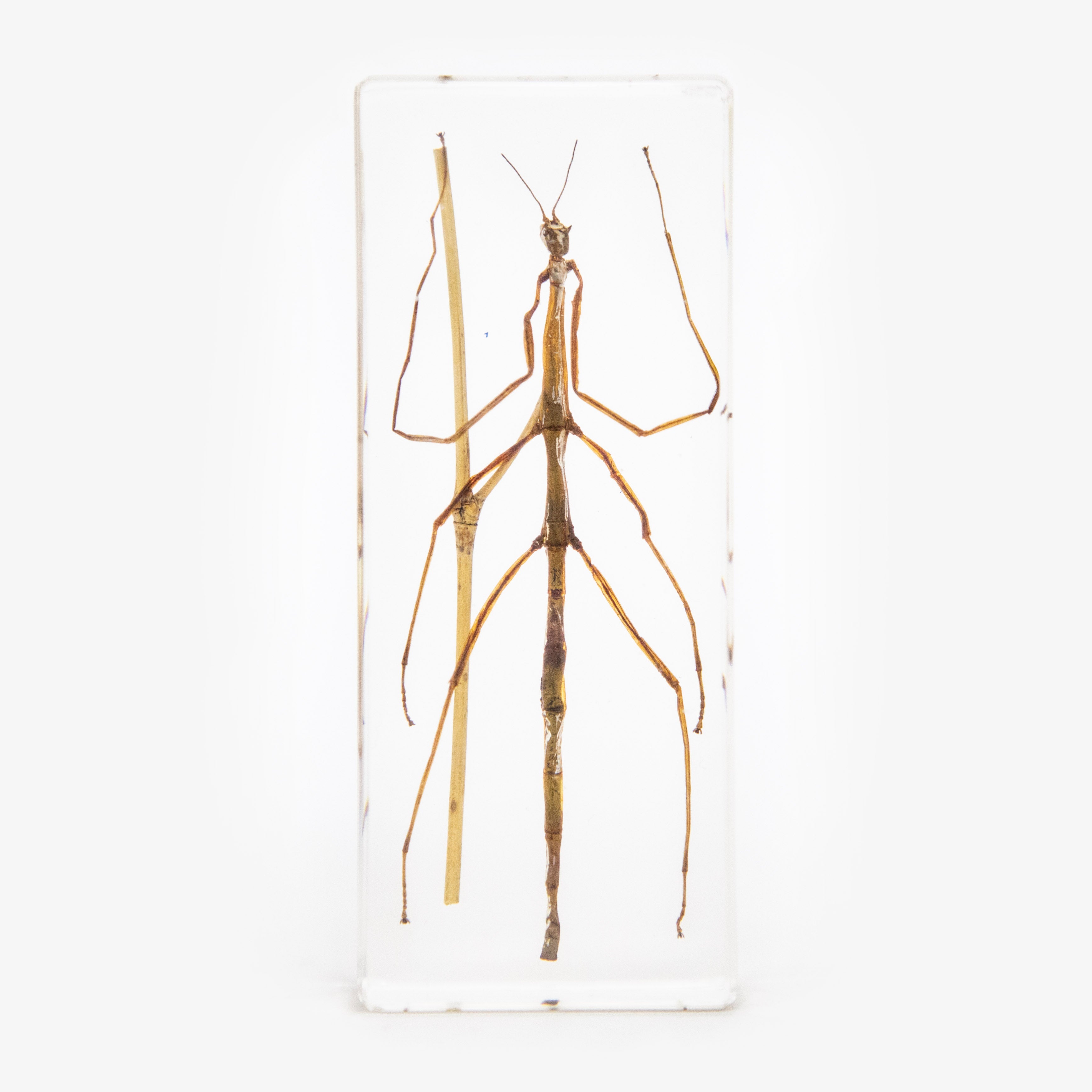 Stick Bug Resin Paperweight