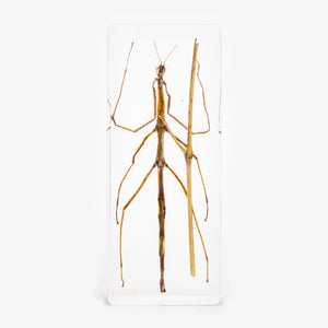 Stick Bug Resin Paperweight