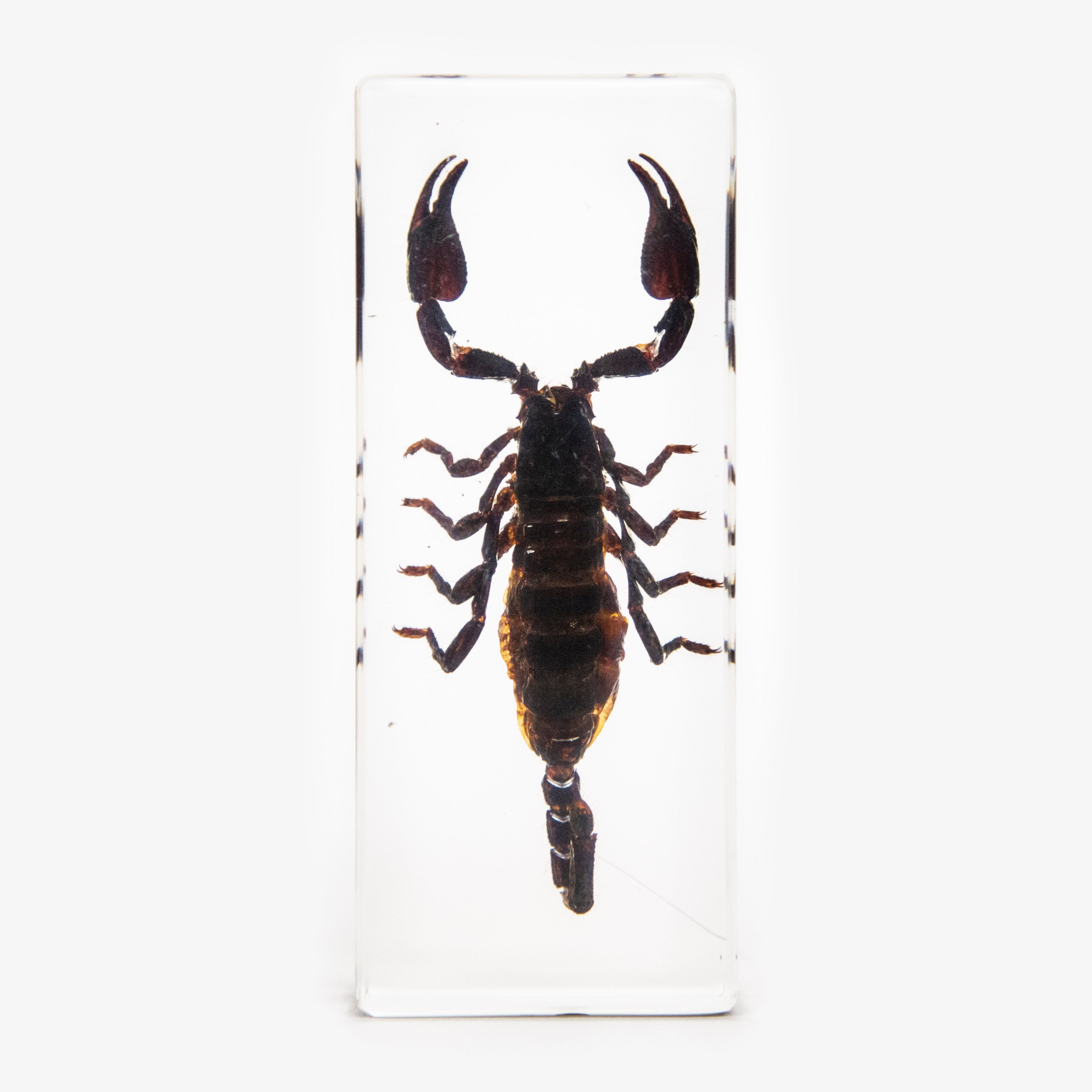 Black Scorpion Resin Paperweight