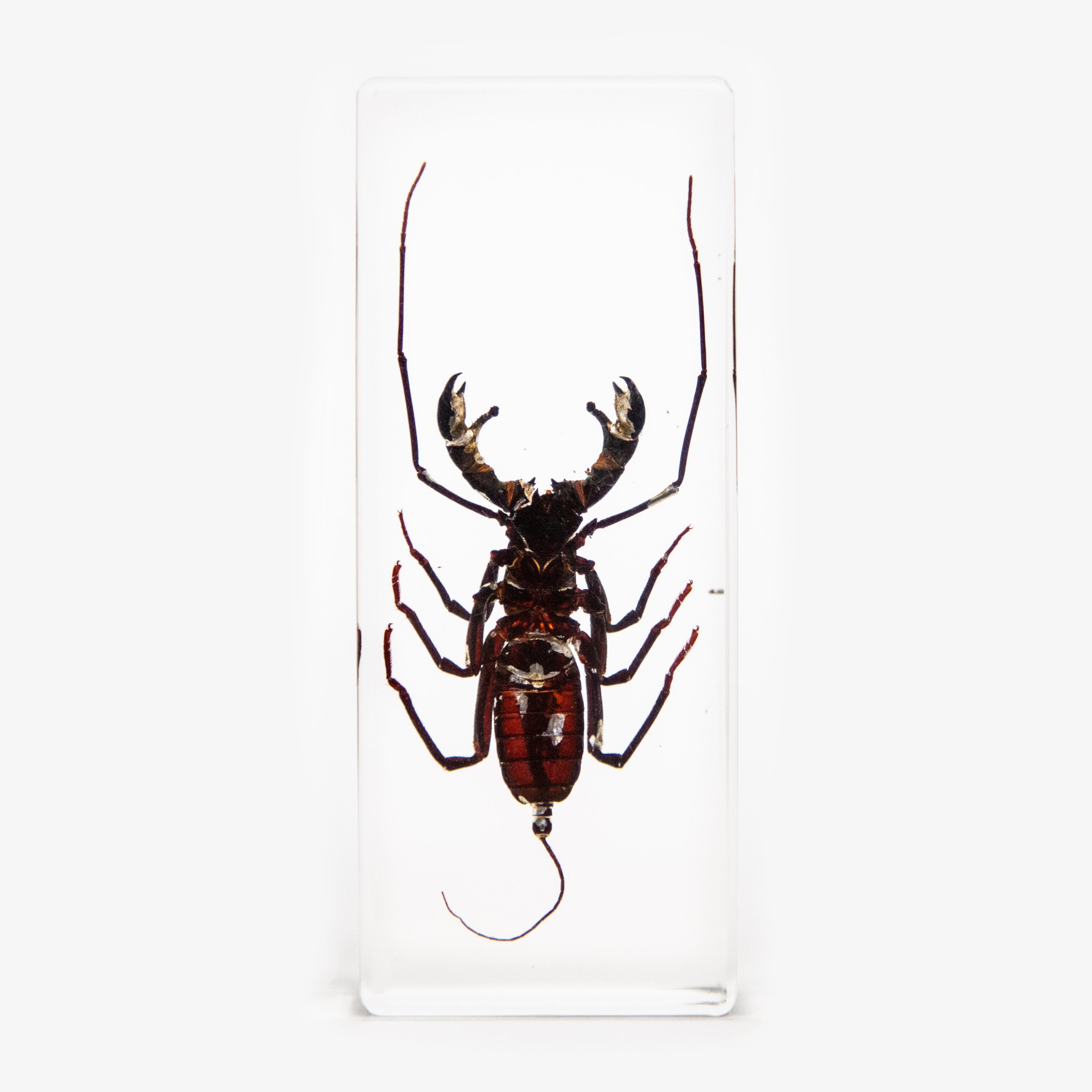 Whip Scorpion Resin Paperweight