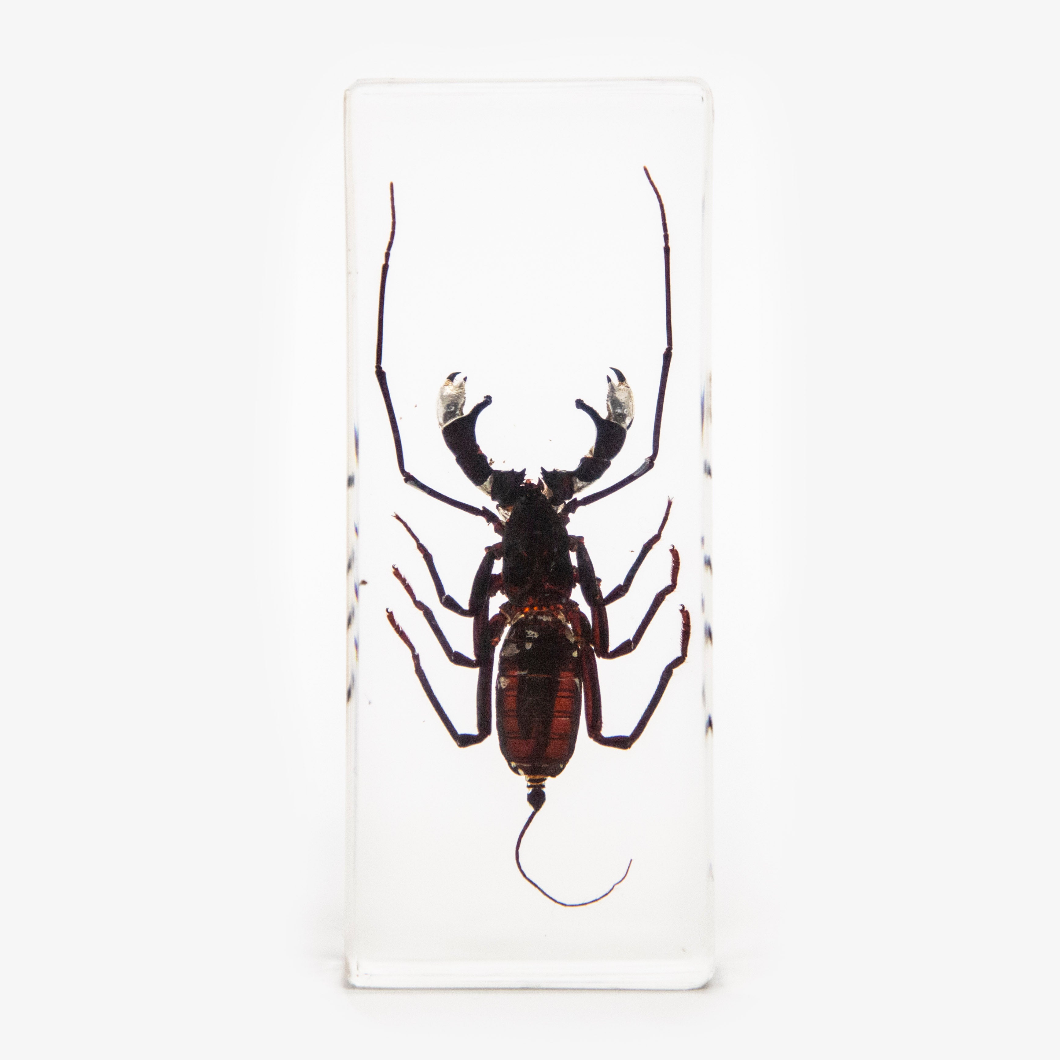 Whip Scorpion Resin Paperweight
