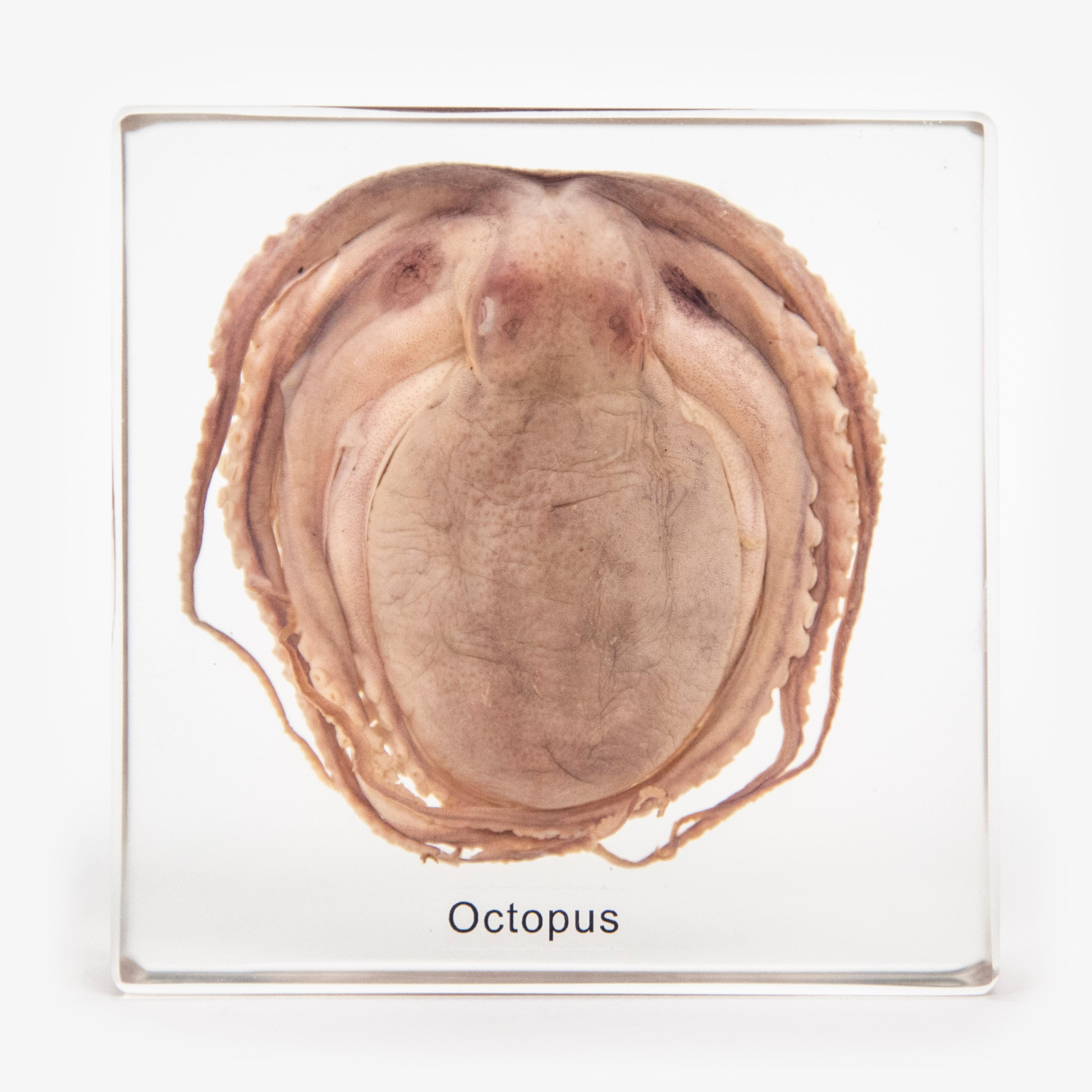 Real Octopus Resin Paperweight
