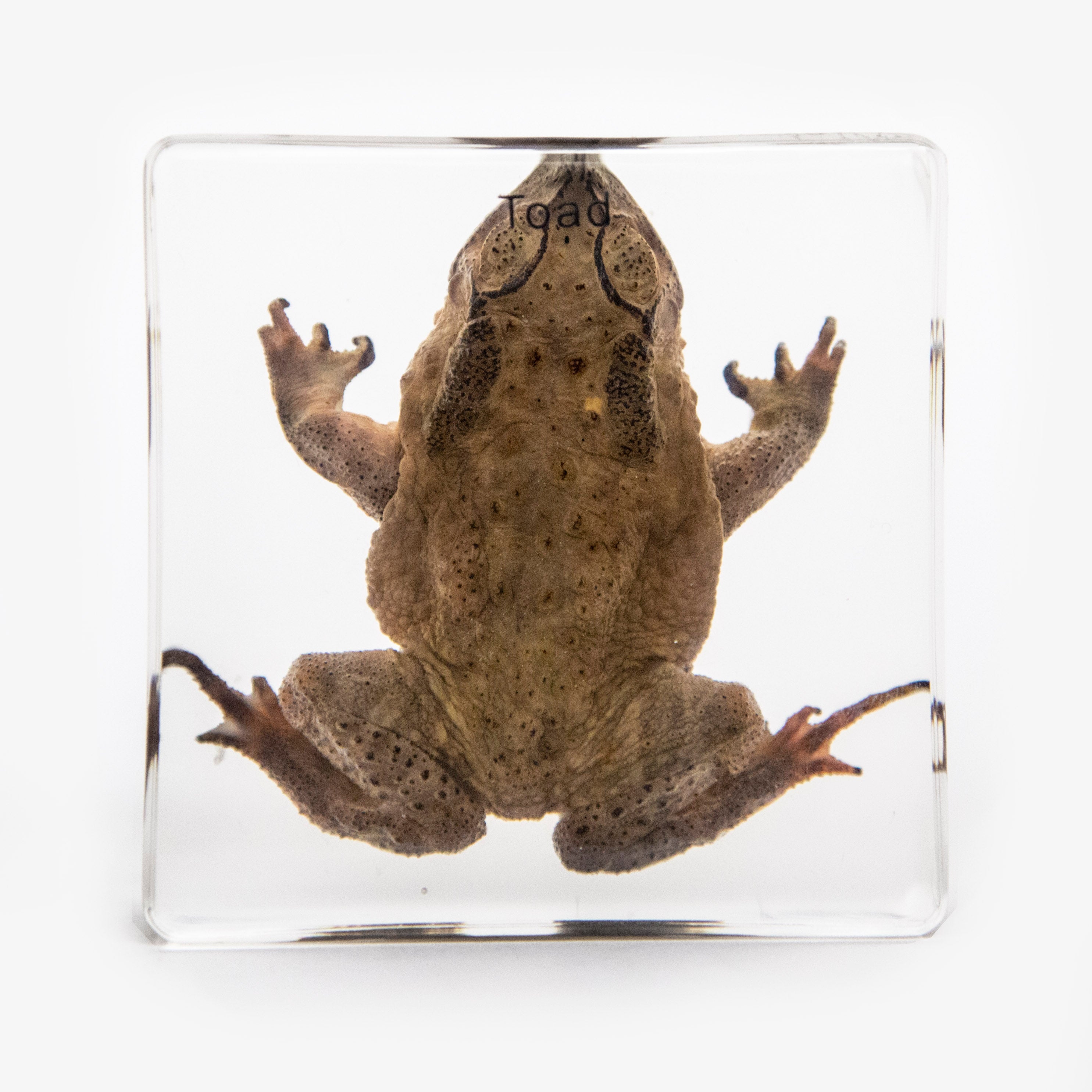 Toad Resin Paperweight