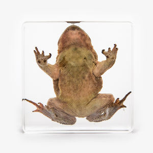 Toad Resin Paperweight