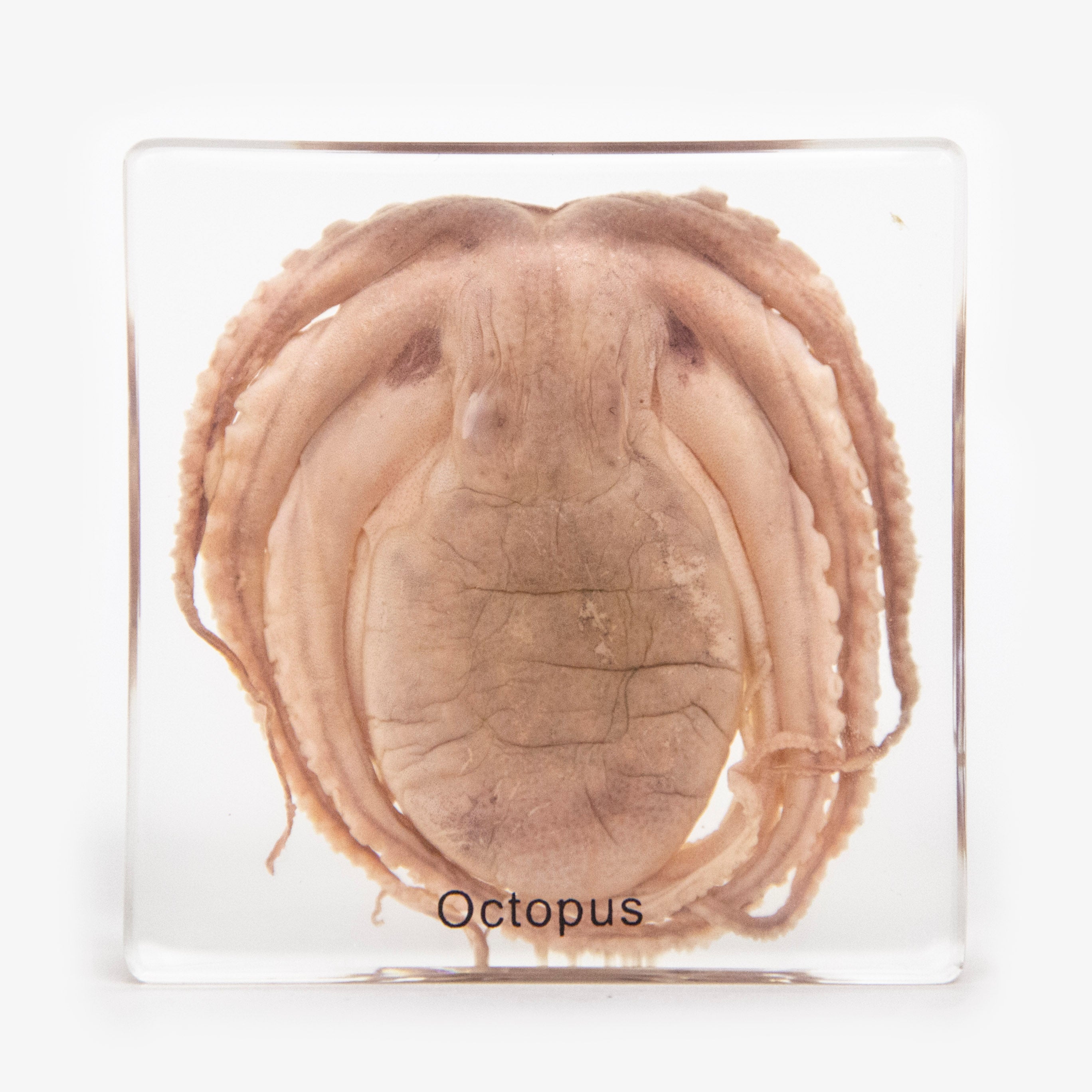 Real Octopus Resin Paperweight