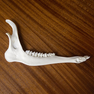 Deer Jaw Bone