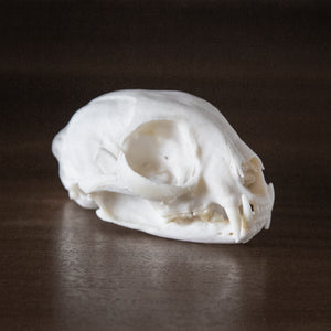 Bobcat Skull