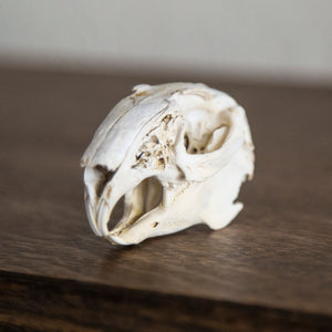 Jackrabbit Skull