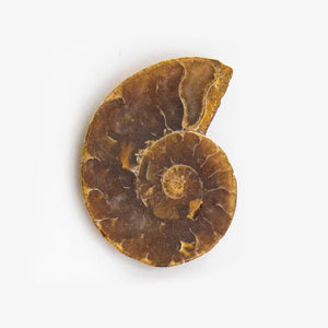 Fossil Ammonite Cross-Section