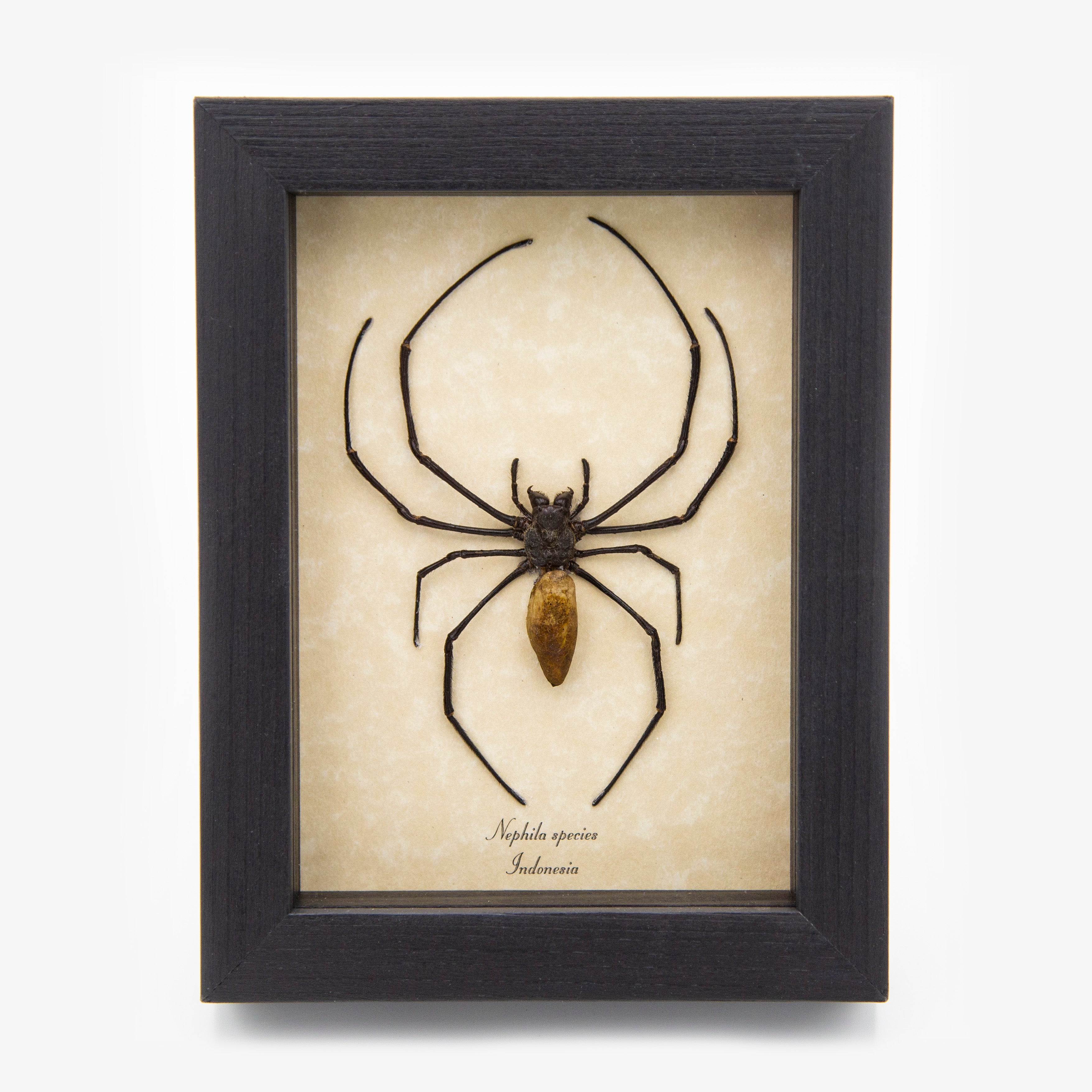 Golden Silk Orb Weaver Spider
