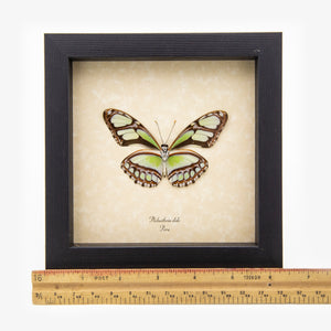 Scarce Bamboo Page Butterfly