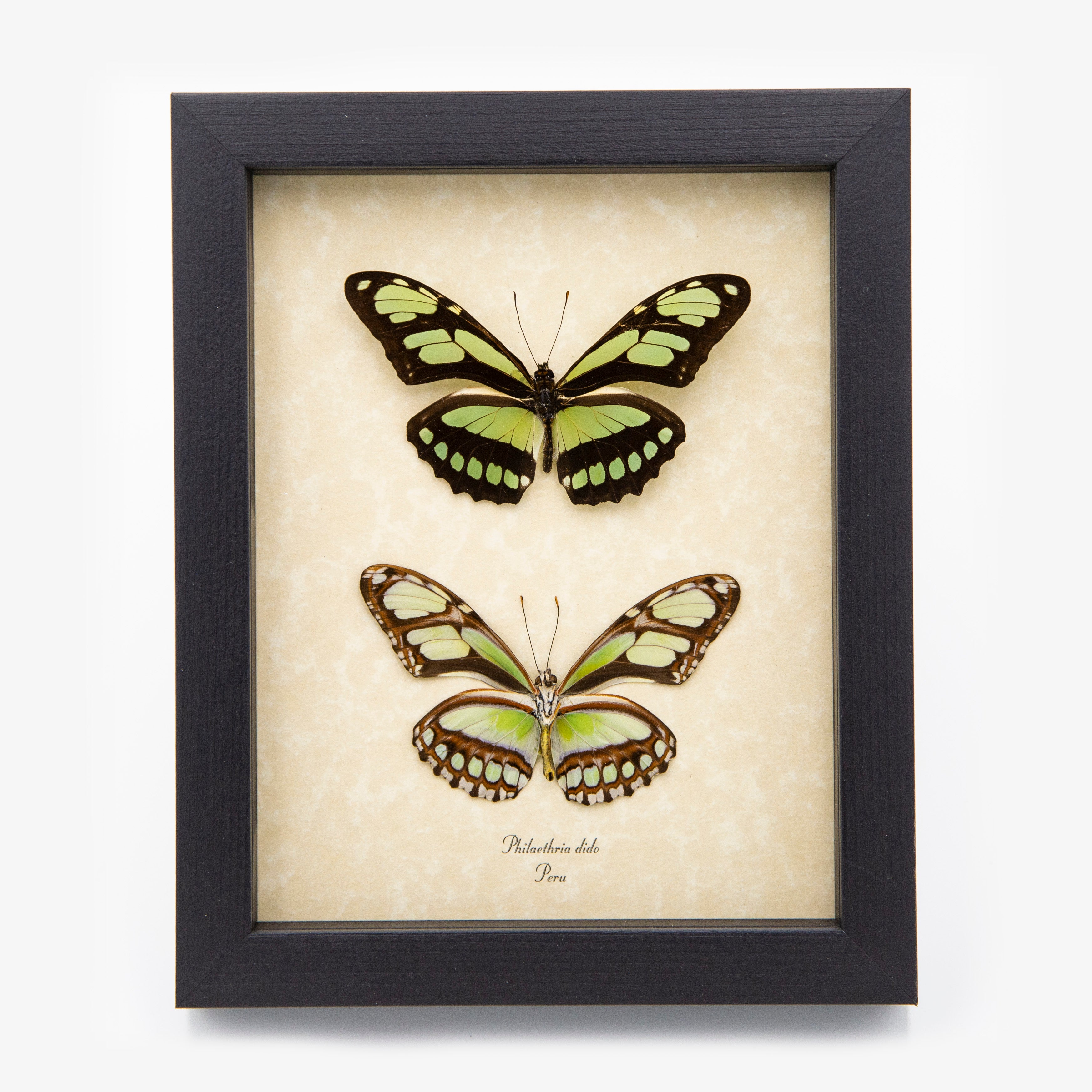 Scarce Bamboo Page Butterfly (Verso & Recto)