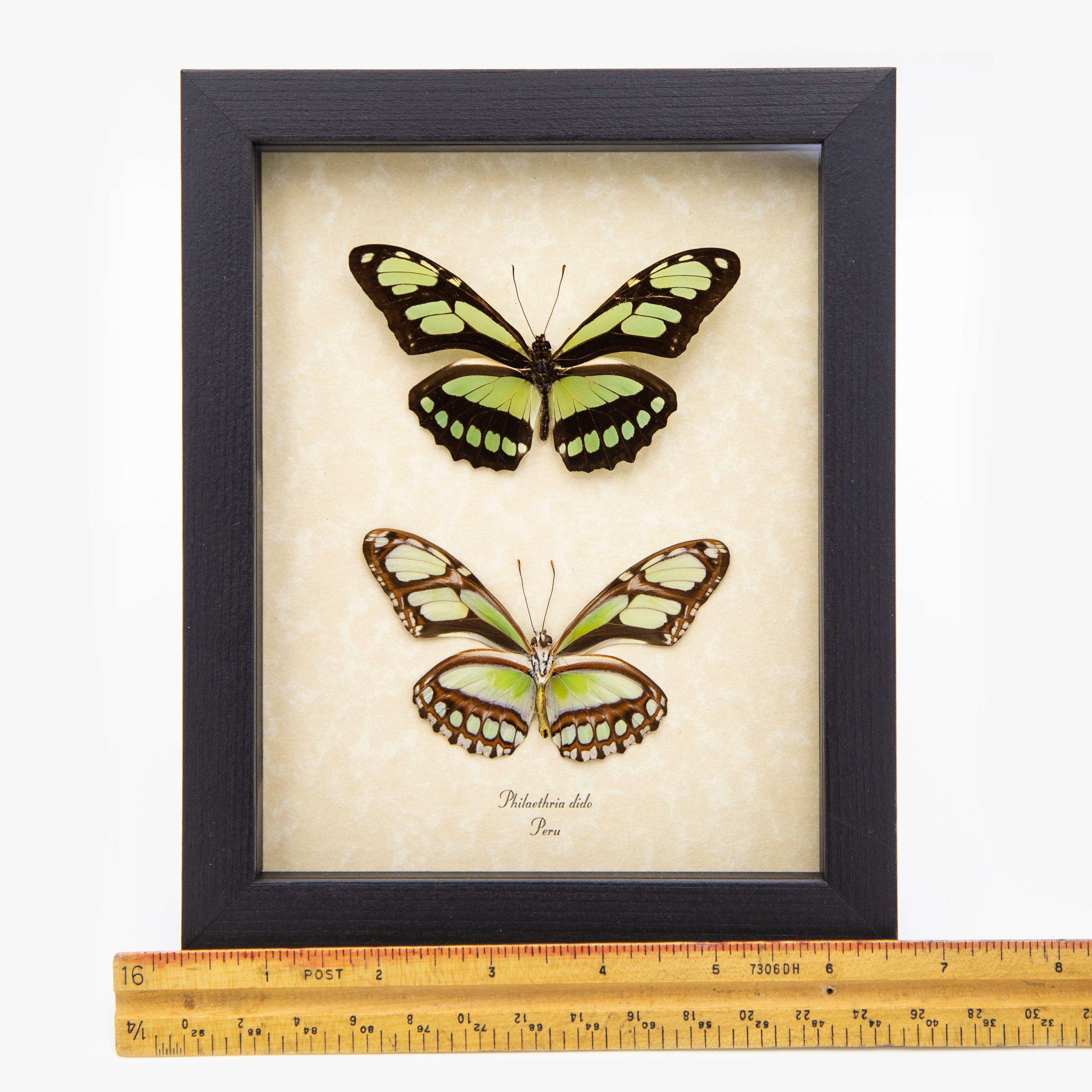 Scarce Bamboo Page Butterfly (Verso & Recto)