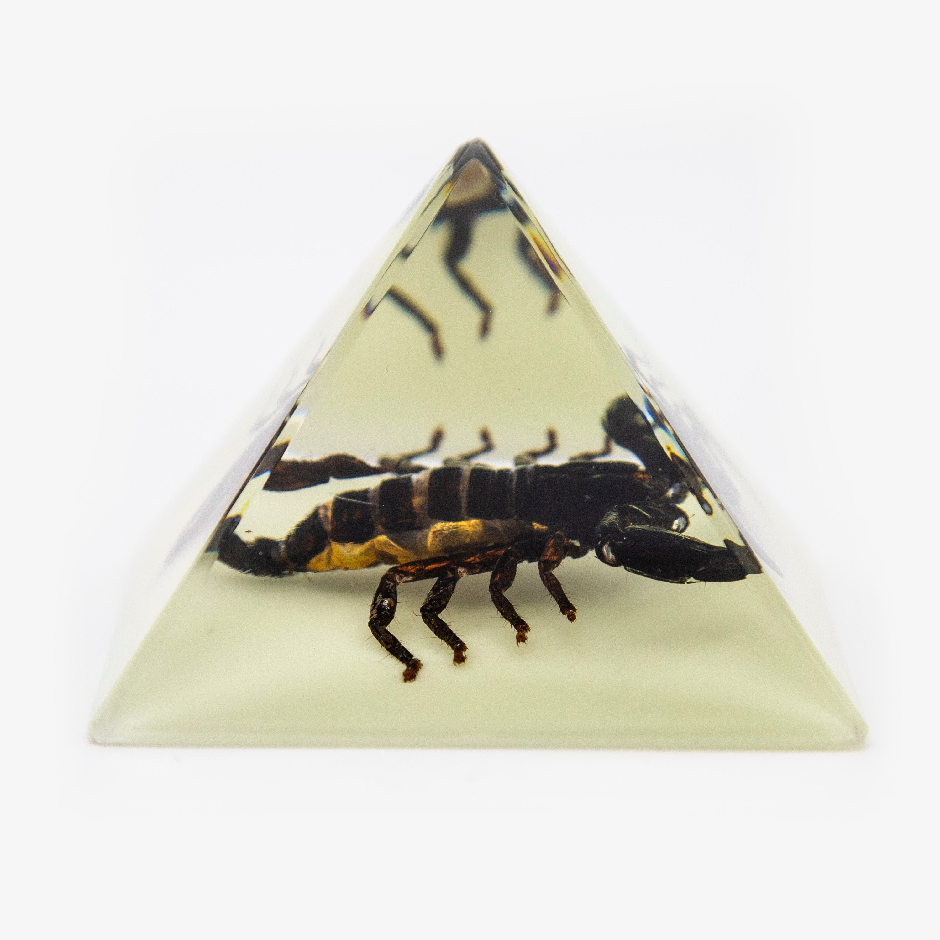 Black Scorpion Resin Pyramid