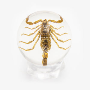 Real Golden Scorpion Resin Sphere