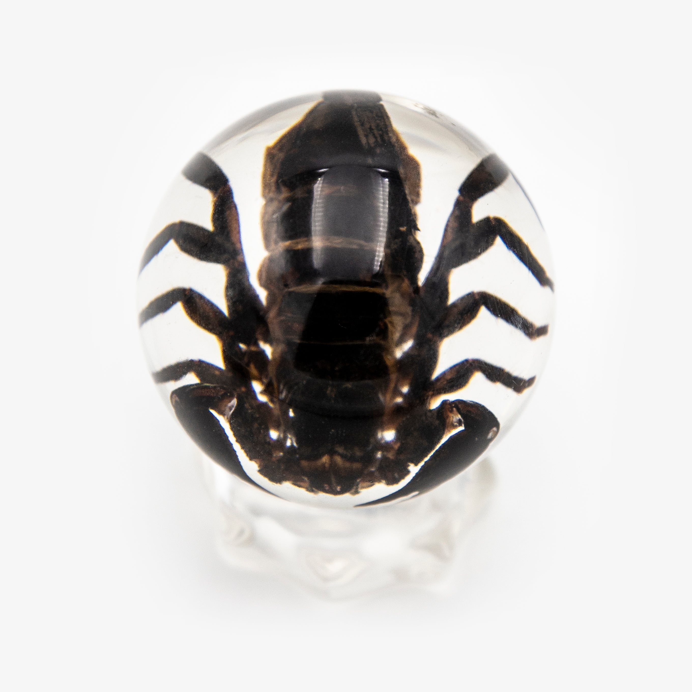 Real Black Scorpion Resin Sphere