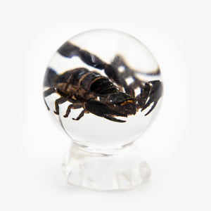 Real Black Scorpion Resin Sphere
