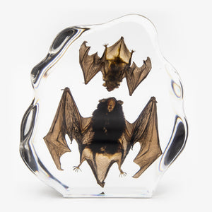 Double Japanese House Bat Large Resin Paperweight