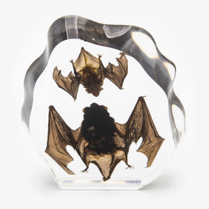 Double Japanese House Bat Large Resin Paperweight