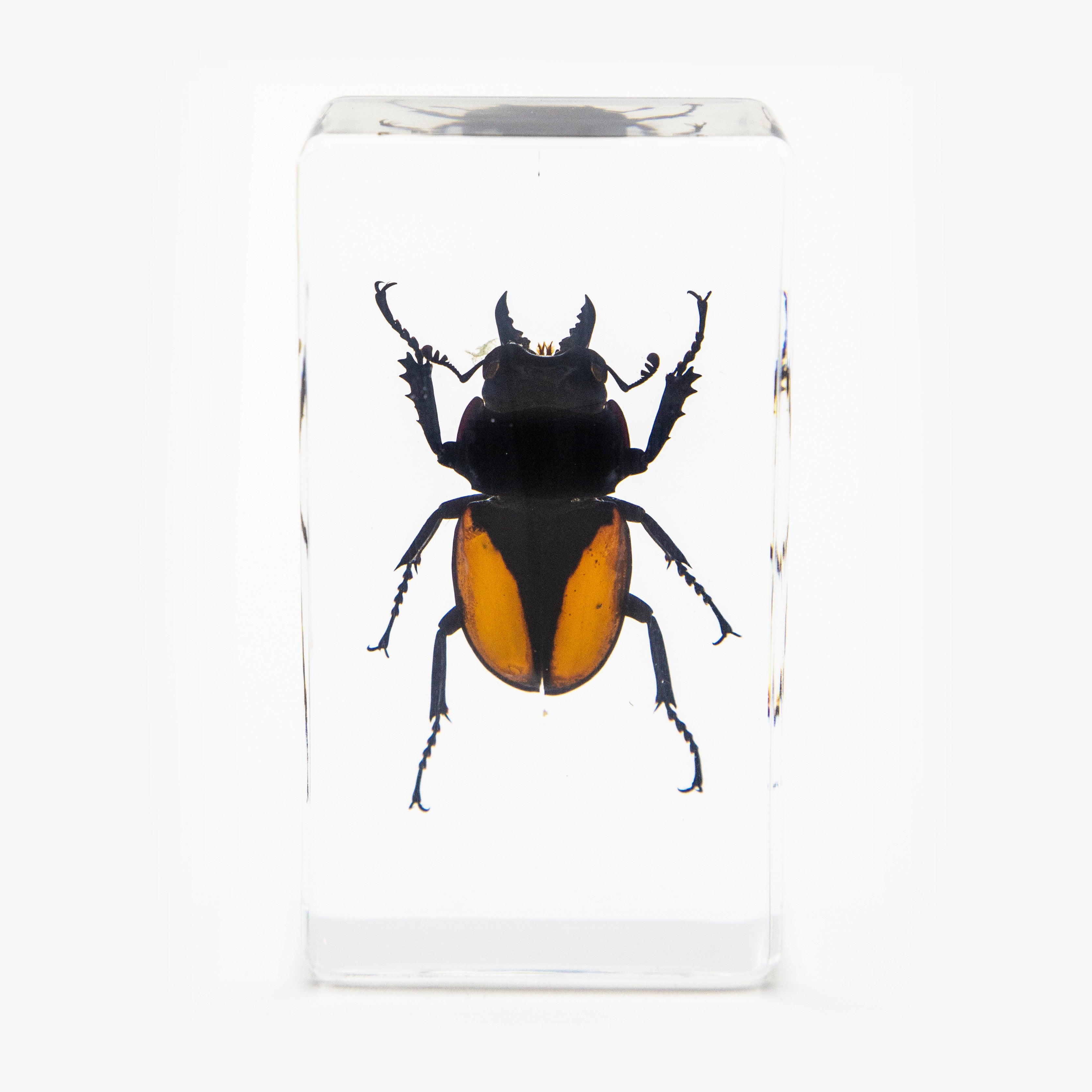 Orange Stag Beetle Resin Paperweight