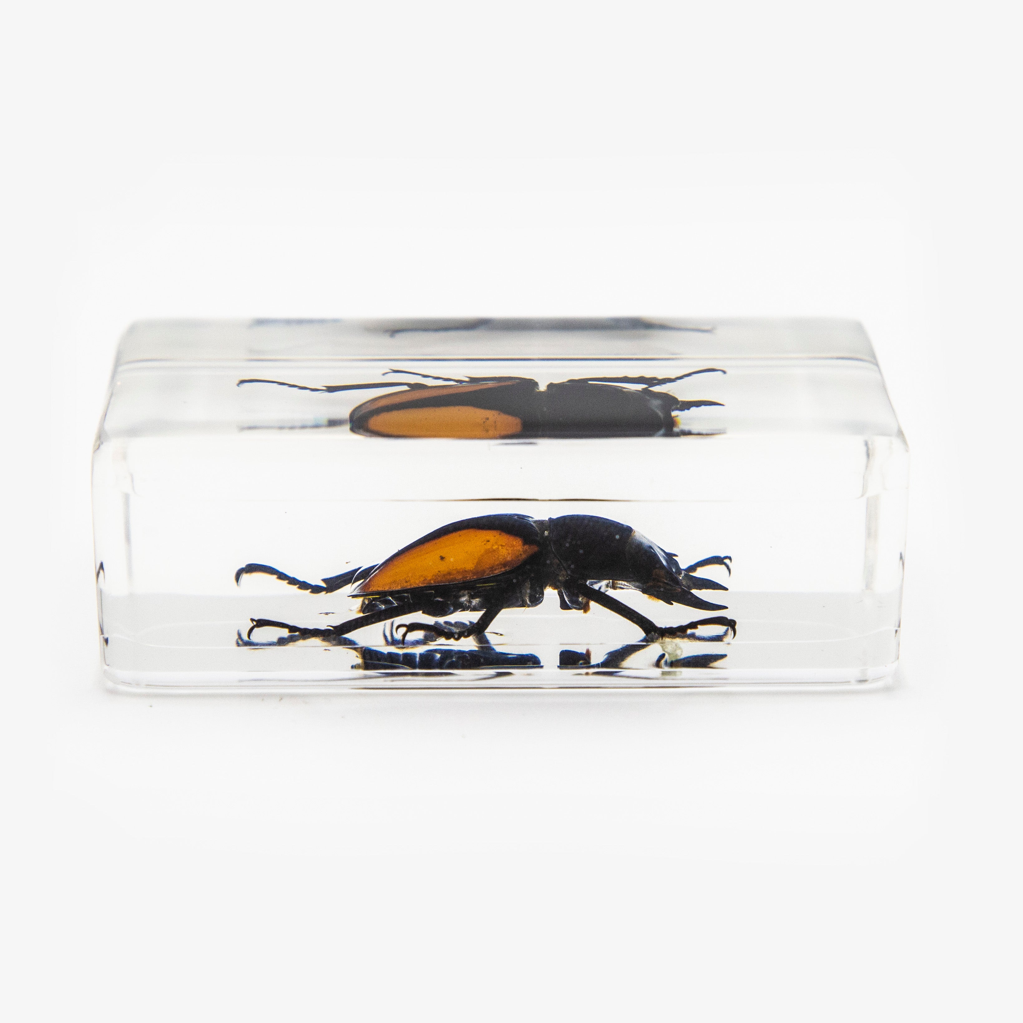 Orange Stag Beetle Resin Paperweight