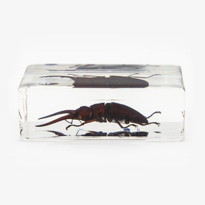 Stag Beetle Resin Paperweight