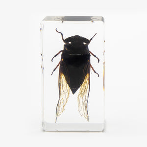 Cicada Resin Paperweight