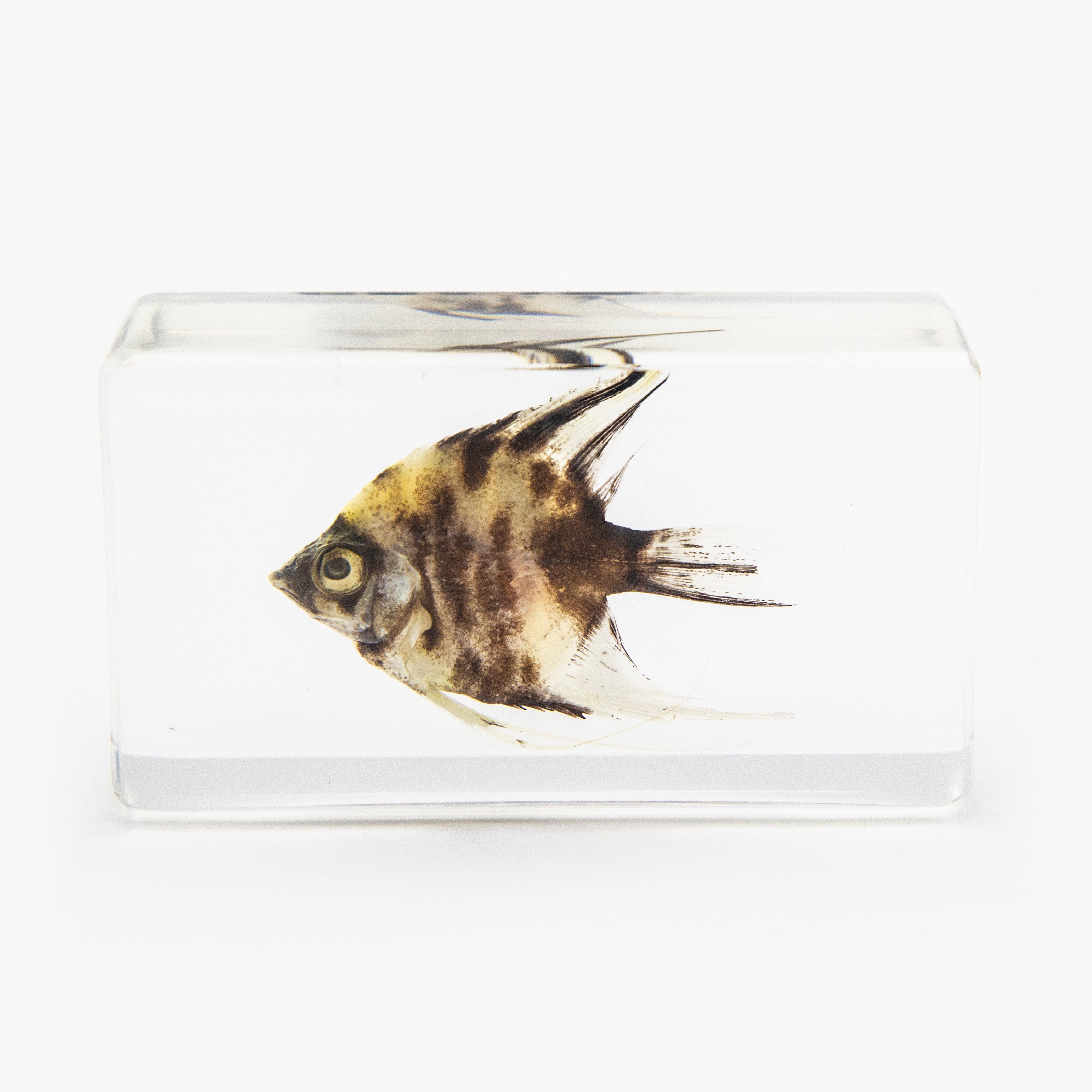 Angel Fish Resin Paperweight
