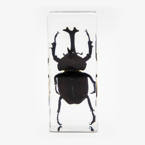 Rhinoceros Beetle Paperweight