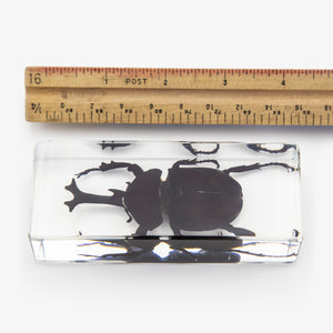 Rhinoceros Beetle Paperweight