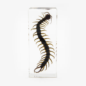 Resin Centipede Paperweight