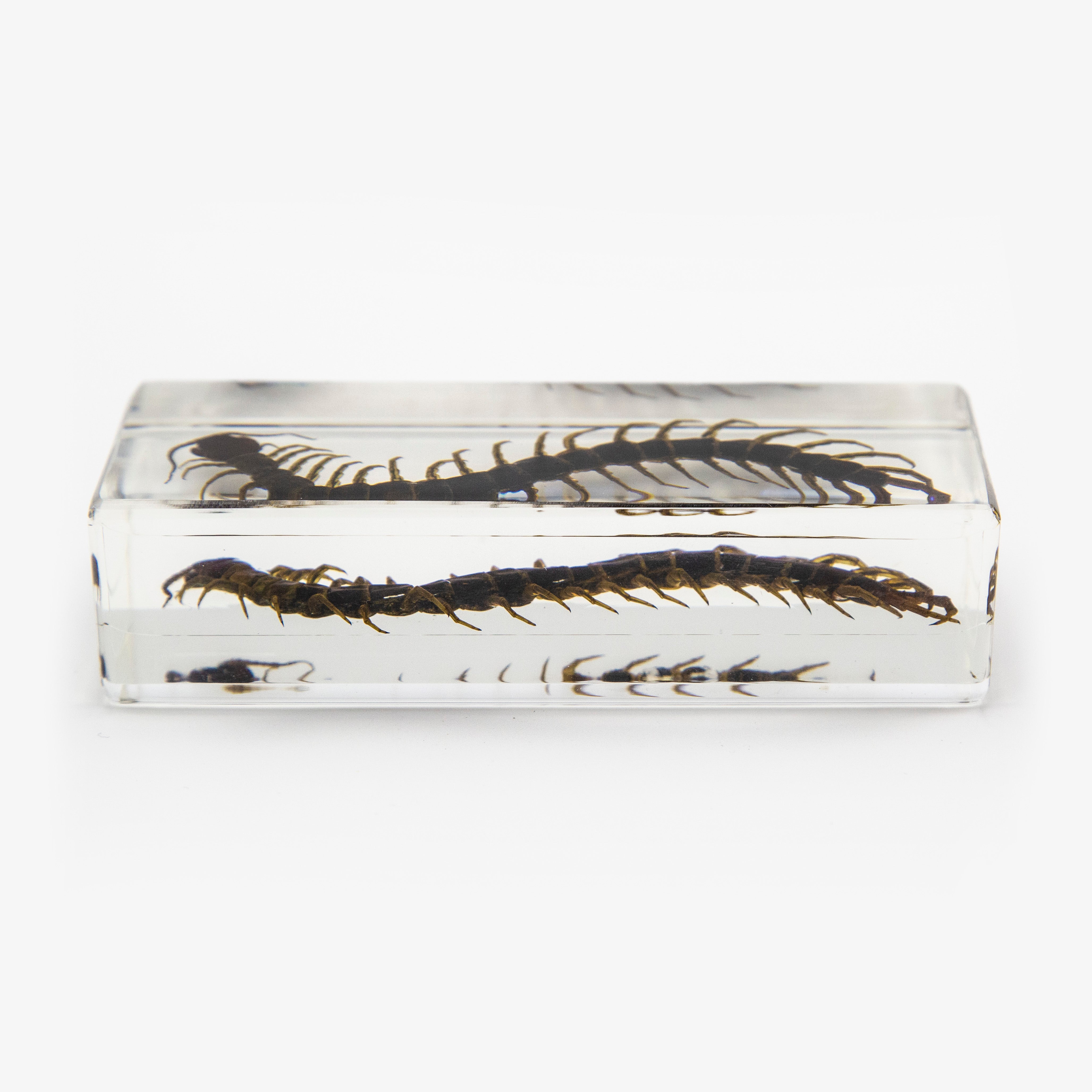 Resin Centipede Paperweight