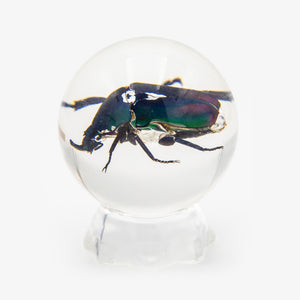 Real Green Chafer Beetle Resin Sphere