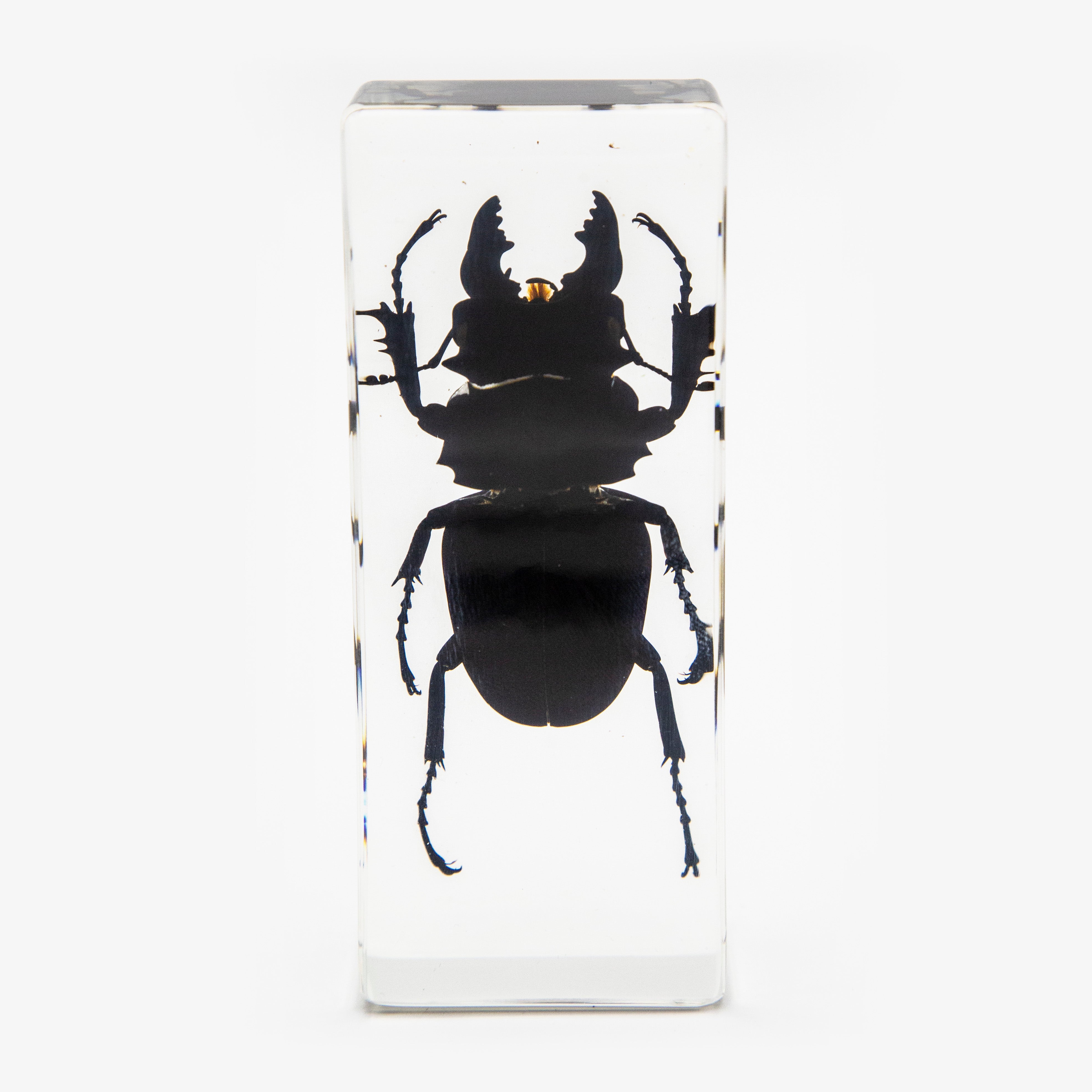 Black Stag Beetle Paperweight