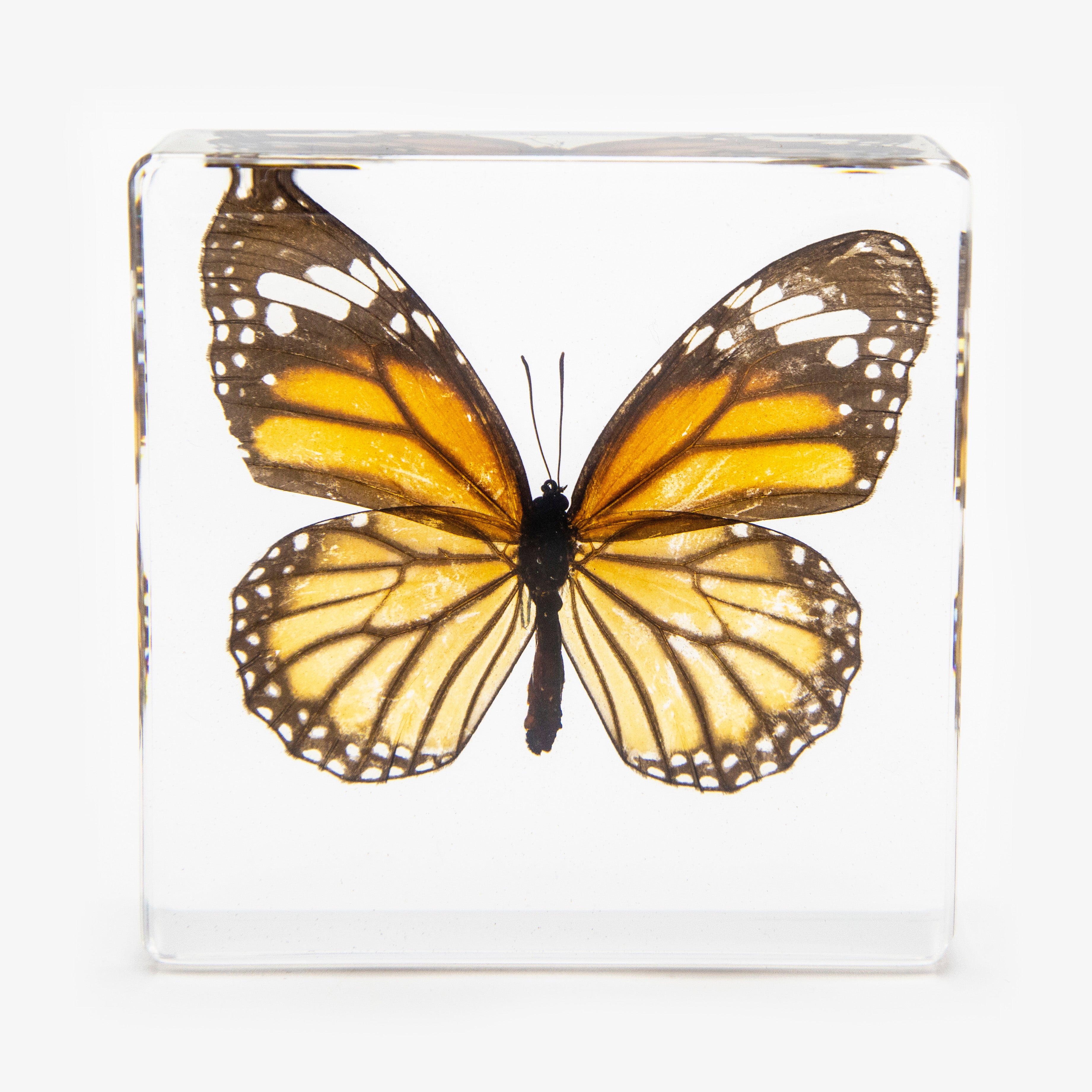 Common Tiger Butterfly Paperweight