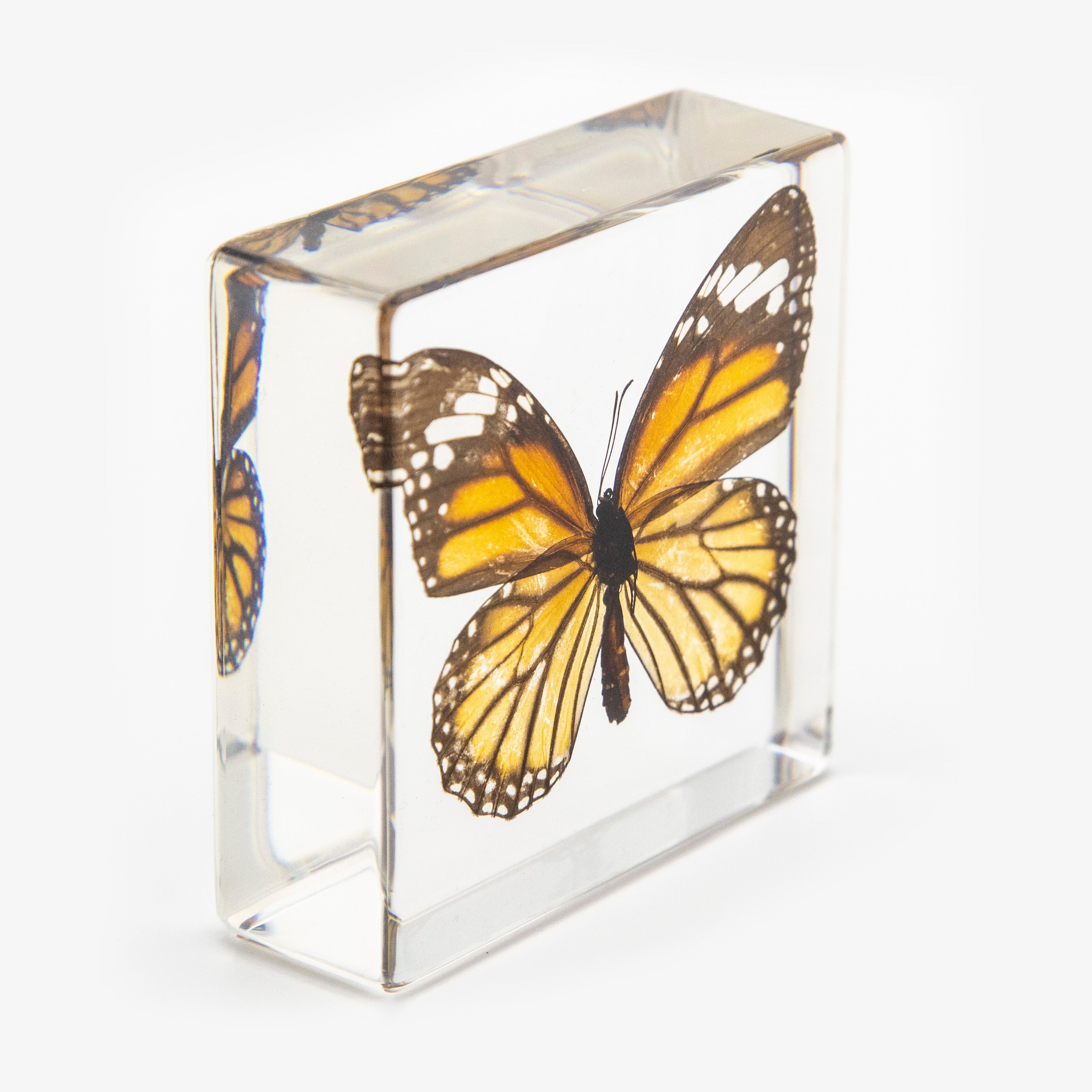 Common Tiger Butterfly Paperweight