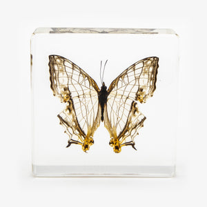 Common Mapwing Butterfly Paperweight